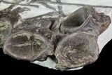 Xiphactinus (Cretaceous Monster Fish) Vertebra & Ribs - Kansas #69399-4
